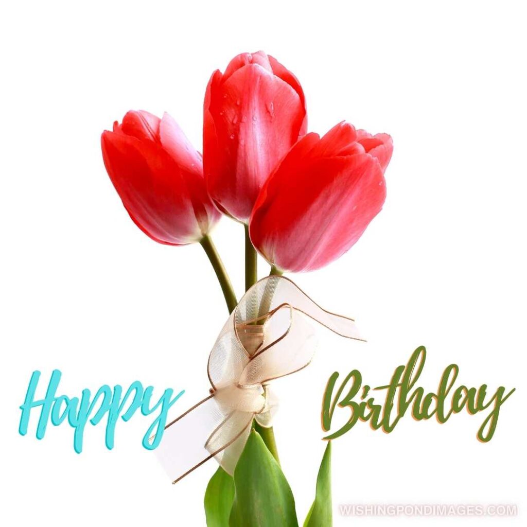 Tulips flowers bouquet on white background. Happy birthday tulips flowers images