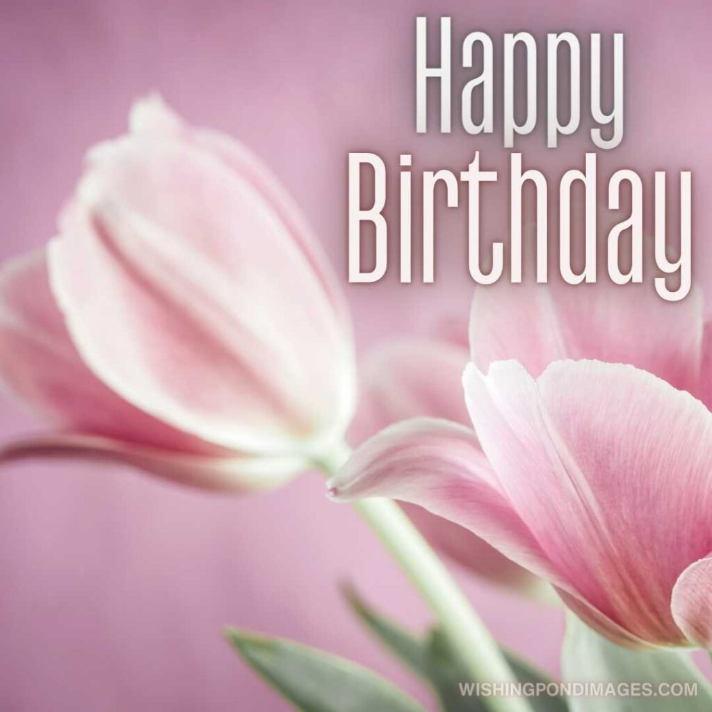 Two tulips flowers on pink background. Happy birthday tulips flowers images