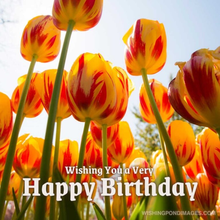 Happy Birthday Tulips Flowers Images - Wishing Pond Images