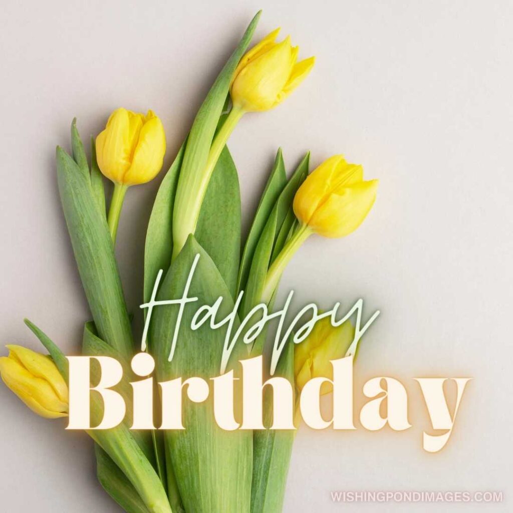 Yellow tulips flowers on a grey background. Happy birthday tulips flowers images