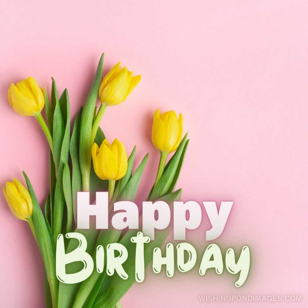 Yellow tulips flowers on a pink background. Happy birthday tulips flowers images