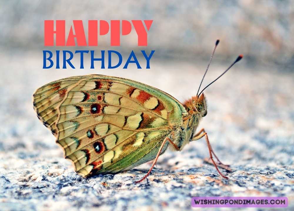 A beautiful colorful butterfly sitting on the stone. Happy birthday butterfly images