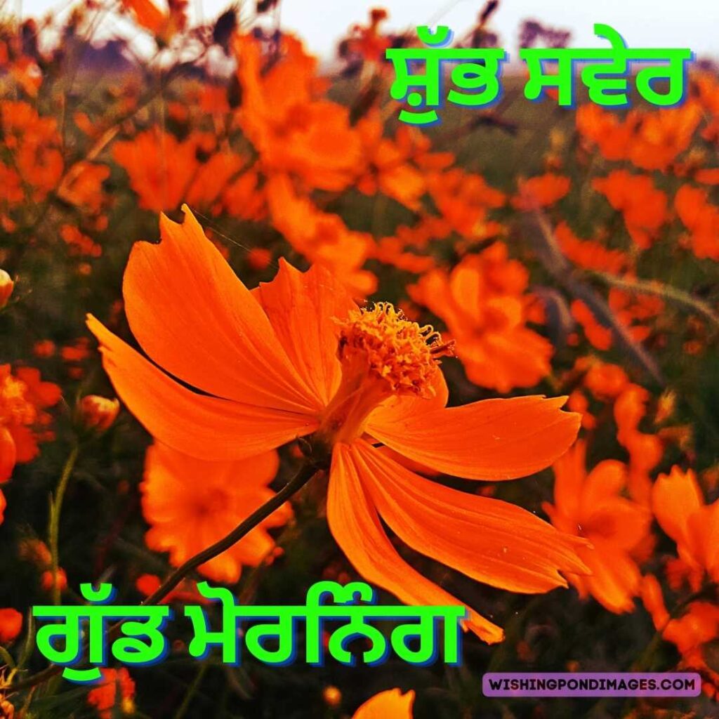 A beautiful orange flowers in the garden in the morning. Good Morning Punjabi Images