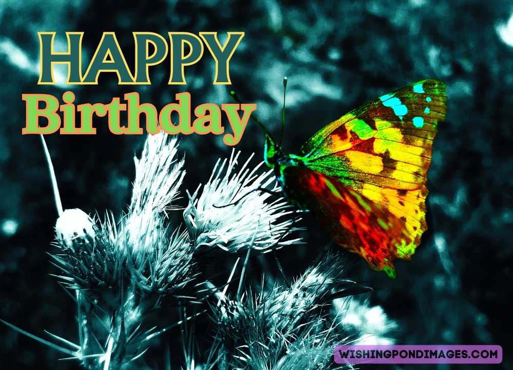 A colorful butterfly sitting on flowers. Happy birthday butterfly images