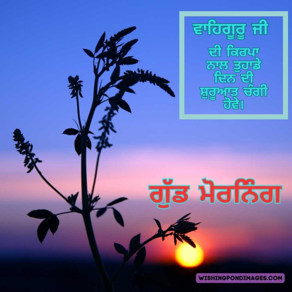A plants flower against the rising sun. Good Morning Punjabi Images