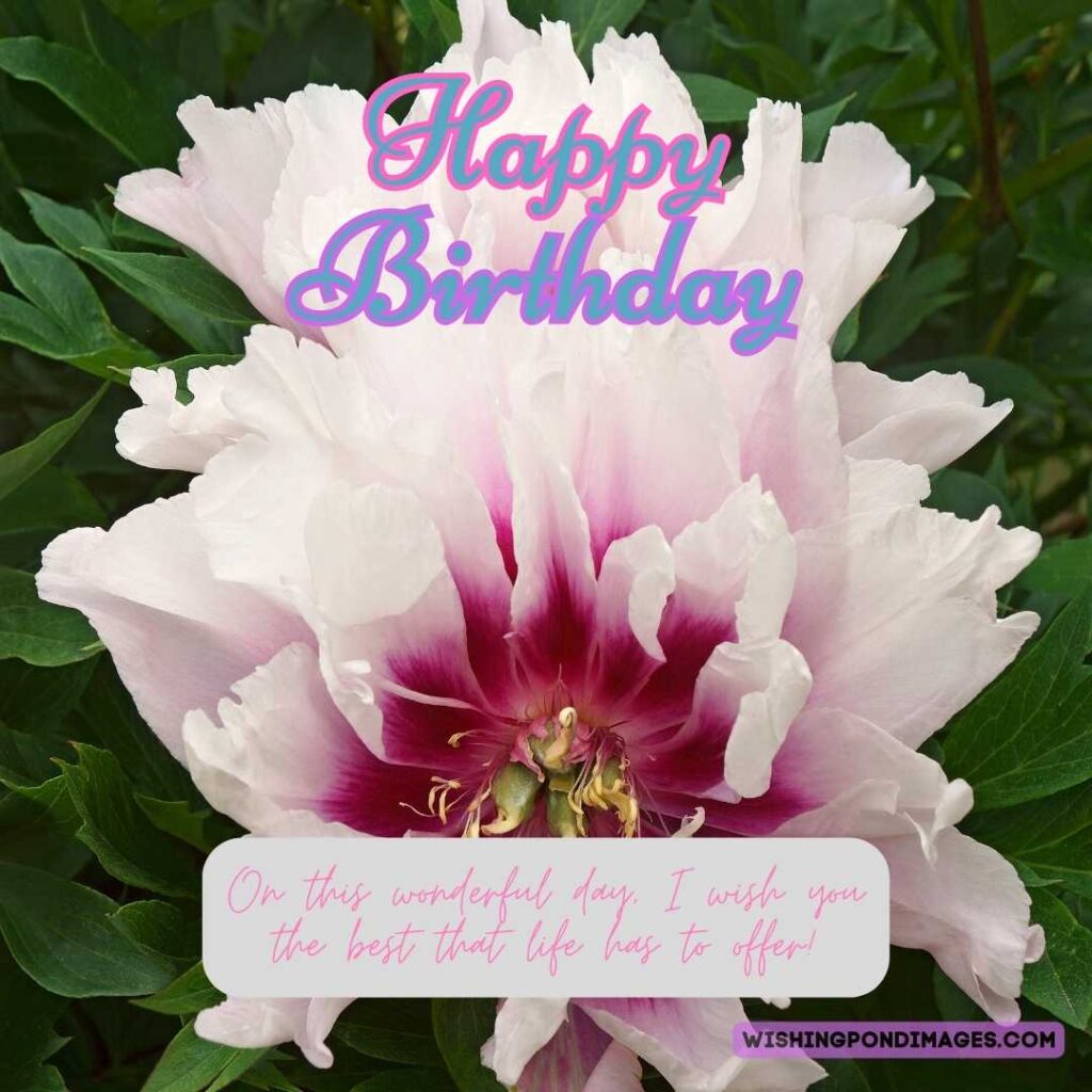 An image of tree peony flower. Happy birthday peonies images