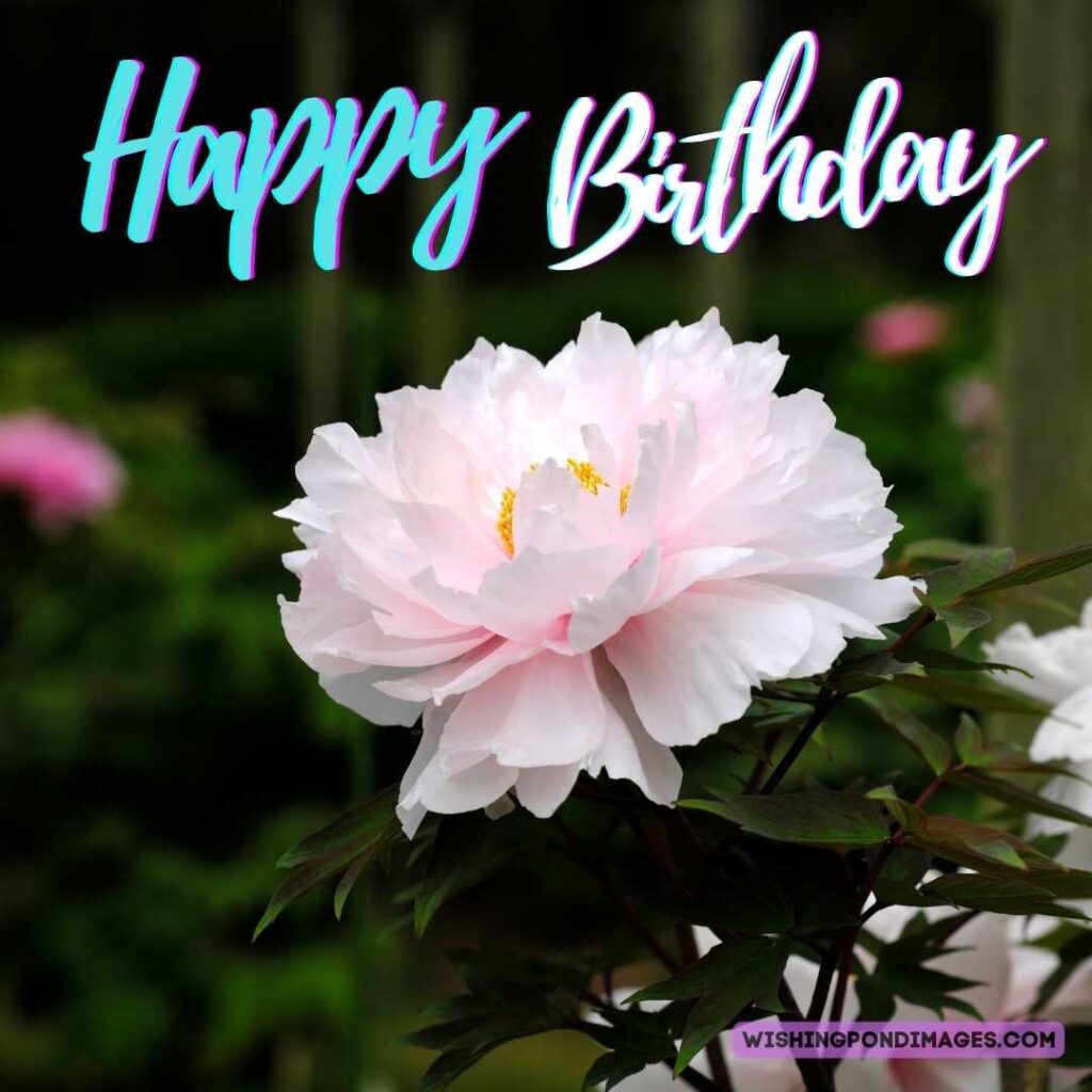 An image of white-colored peony flower. Happy birthday peonies images