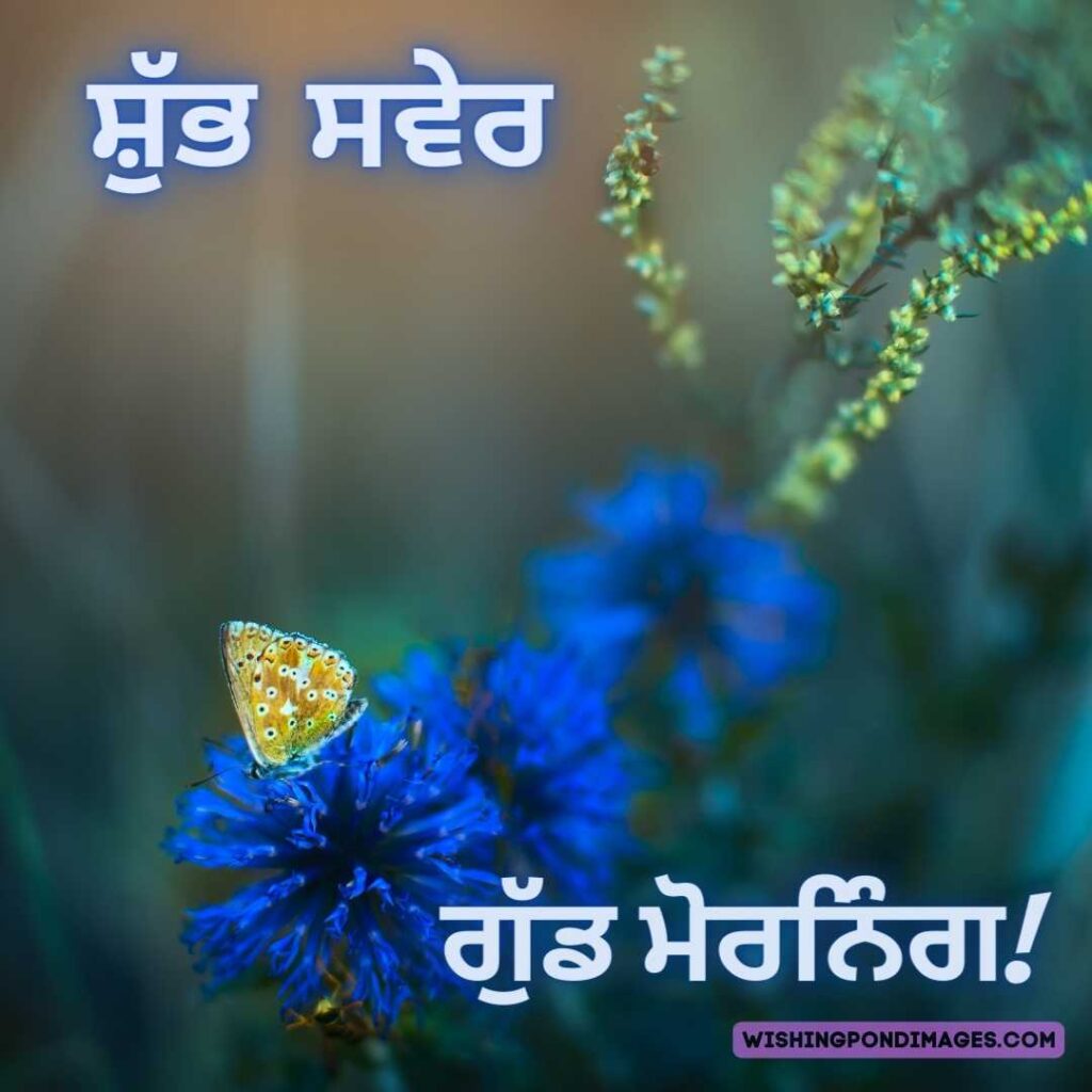 Beautiful morning with butterfly sitting on purple-colored flower. Good Morning Punjabi Images
