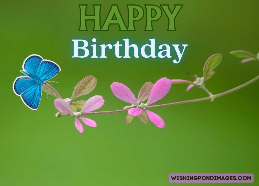 Blue-colored butterfly sitting on pink flowers. Happy birthday butterfly images