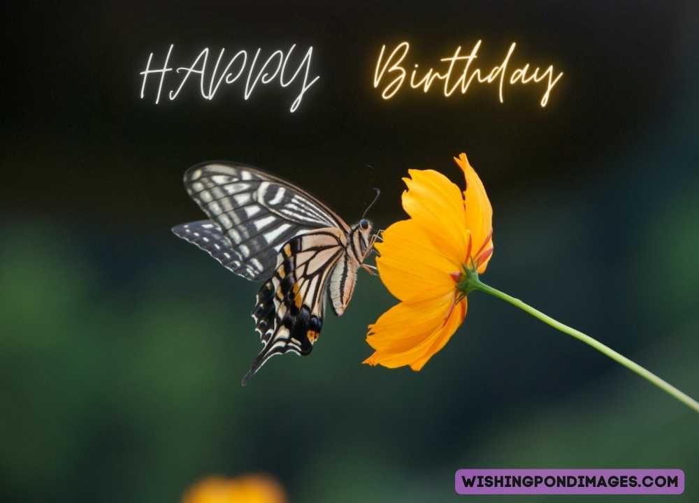 Butterfly sitting on flower images. Happy birthday butterfly images