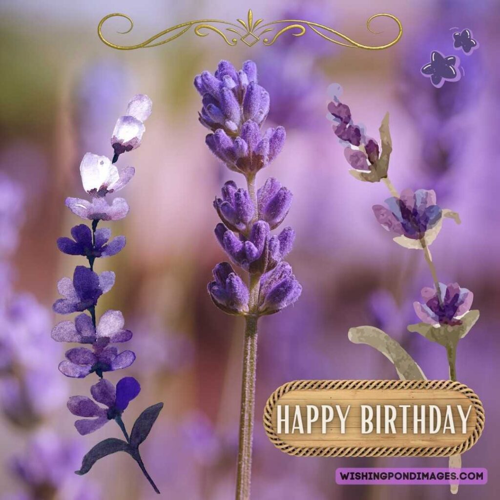 Close up image of lavender flower on background field. Happy birthday lavender flower images