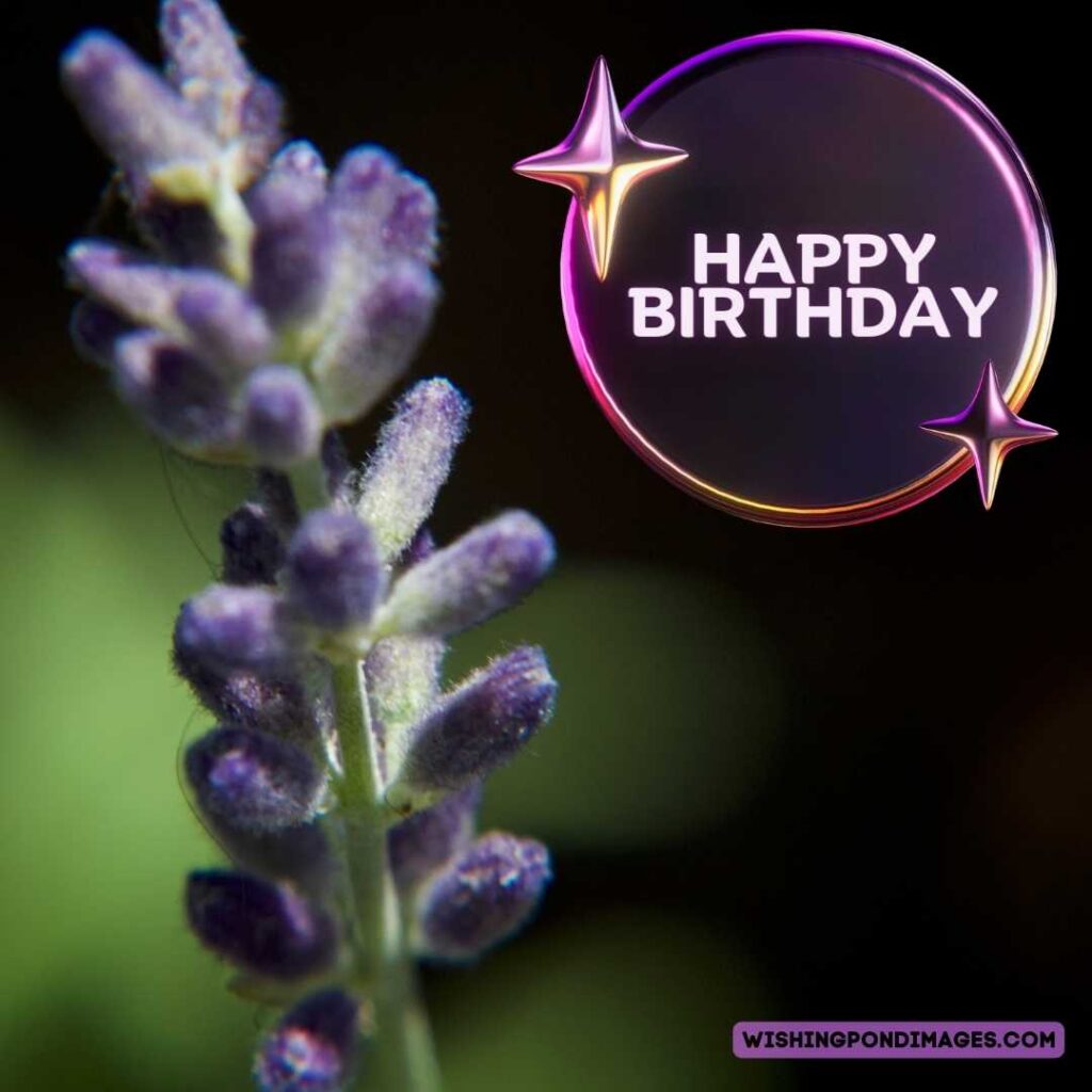 Close up image of lavender flower. Happy birthday lavender flower images