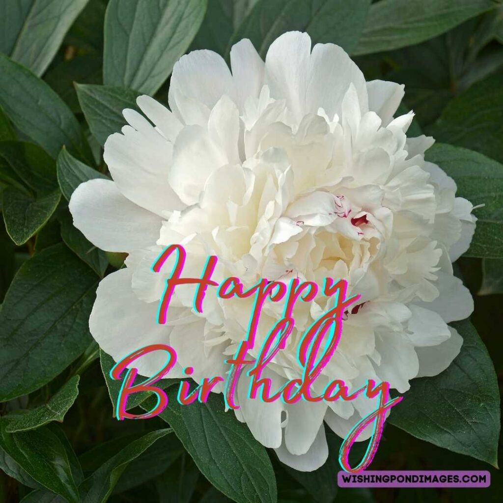 Close-up of white peony flower images. Happy birthday peonies images