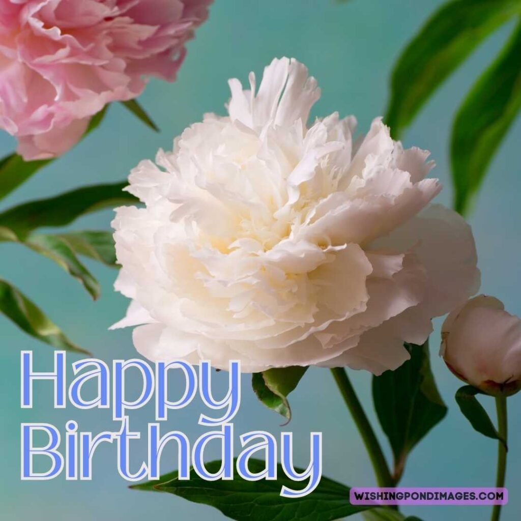 Colored peony flowers with leaves on sky background. Happy birthday peonies images