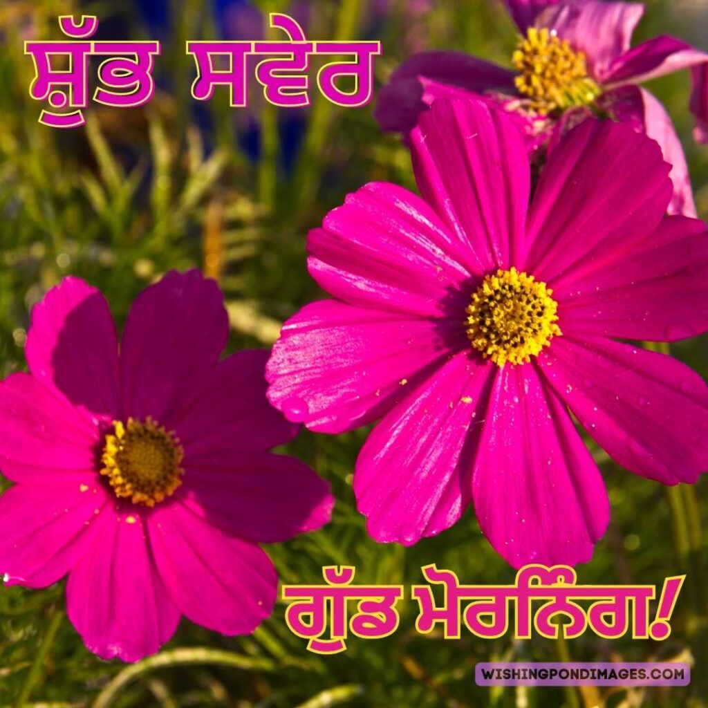 Dark pink-colored flowers in the garden in the morning. Good Morning Punjabi Images