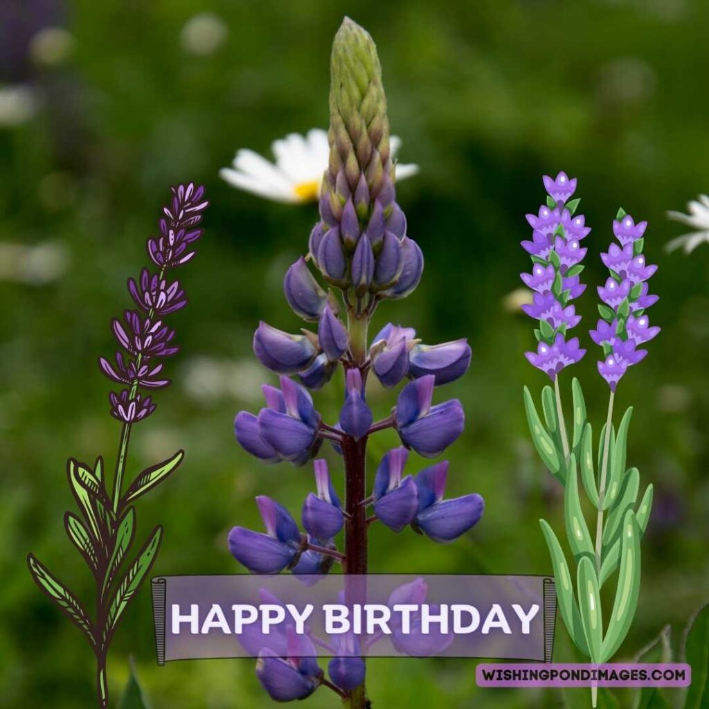 Lavender flower image in the garden field. Happy birthday lavender flower images