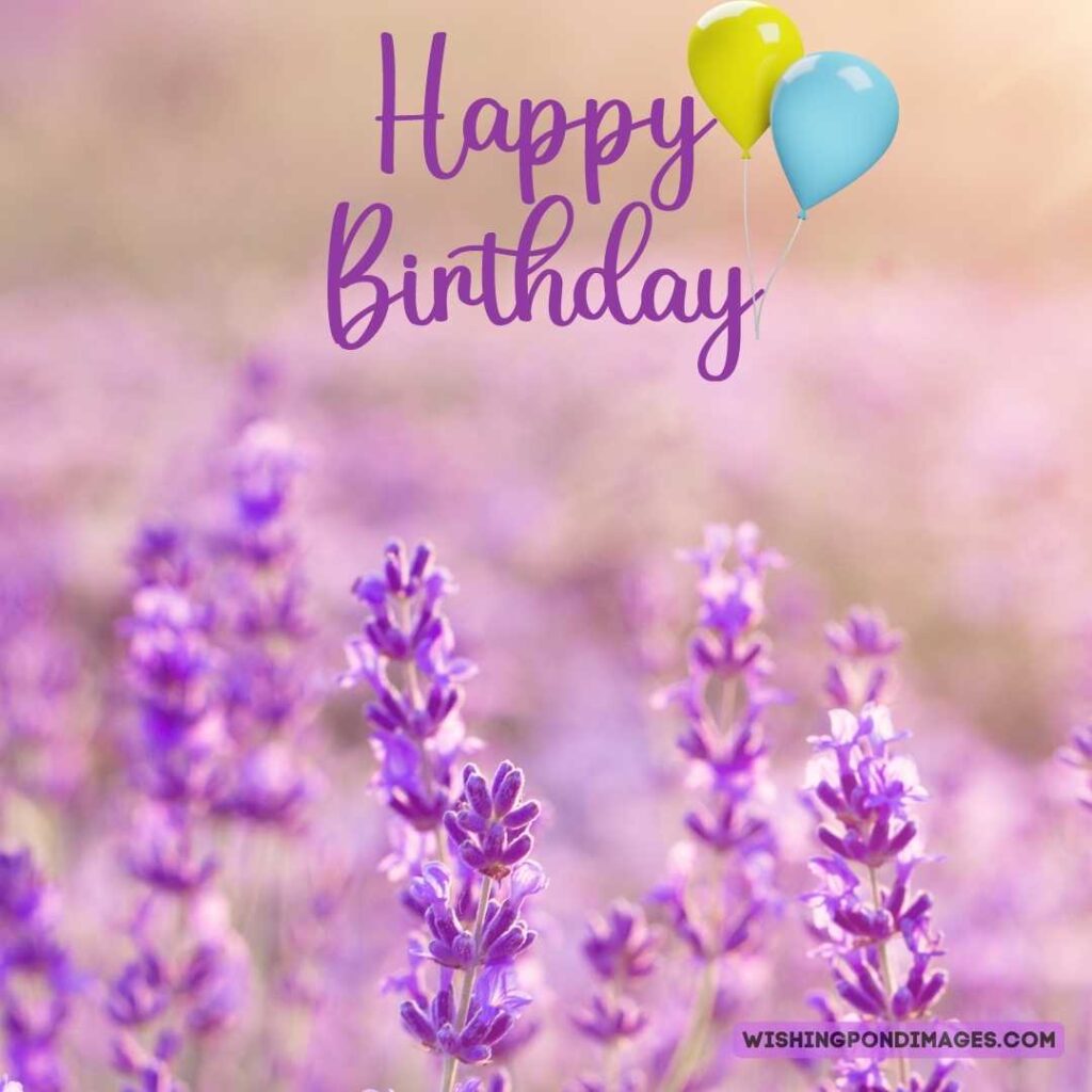 Lavender flower image on field background. Happy birthday lavender flower images