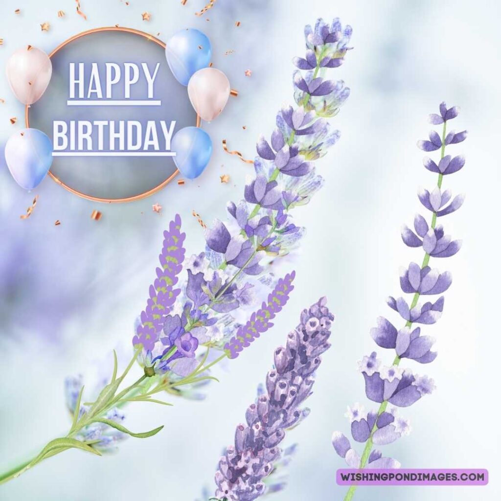 Lavender flower image on light purple-colored background. Happy birthday lavender flower images