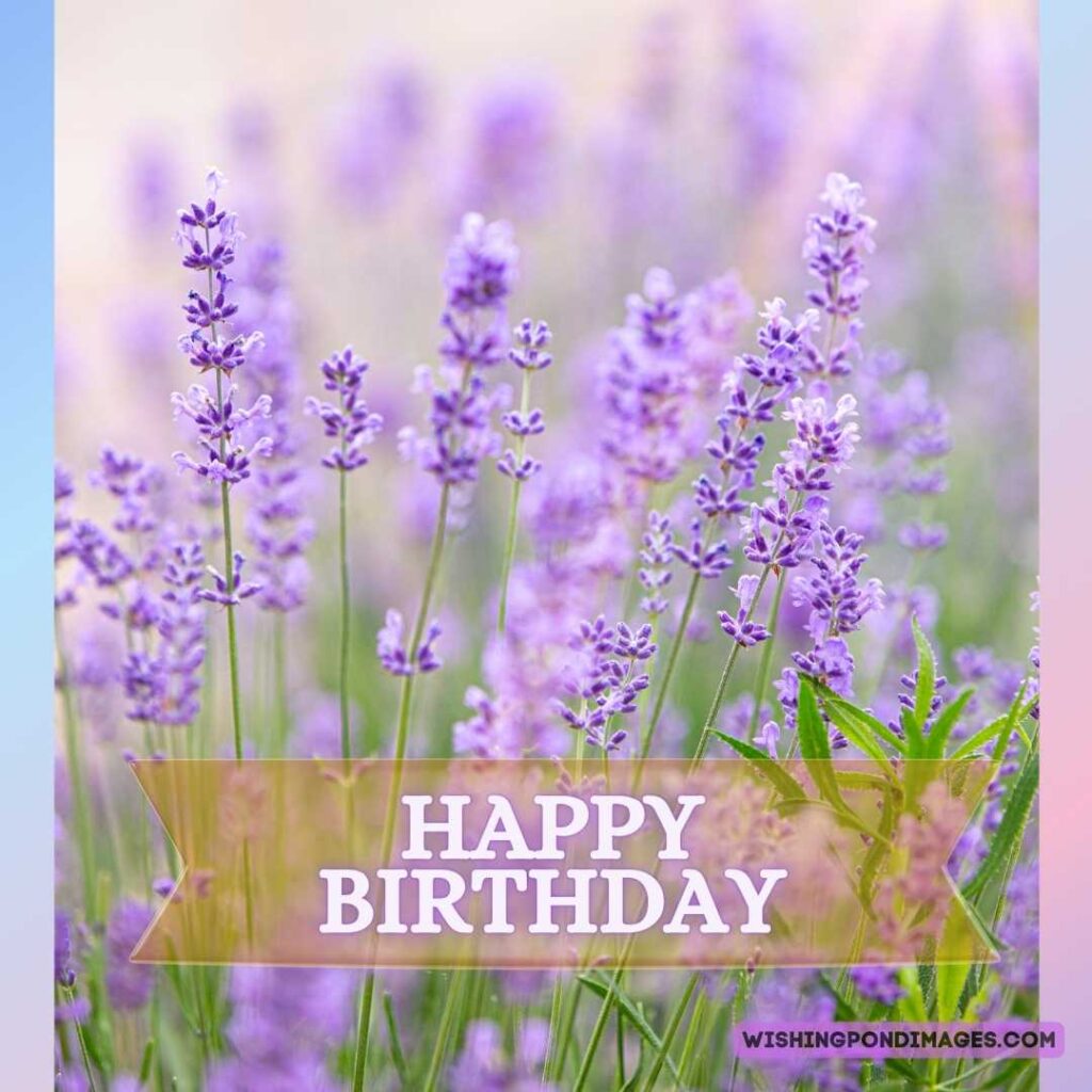 Lavender flower images on natural background. Happy birthday lavender flower images