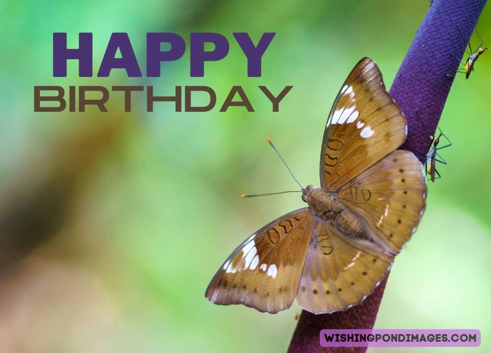 Light brown color butterfly on a natural background. Happy birthday butterfly images