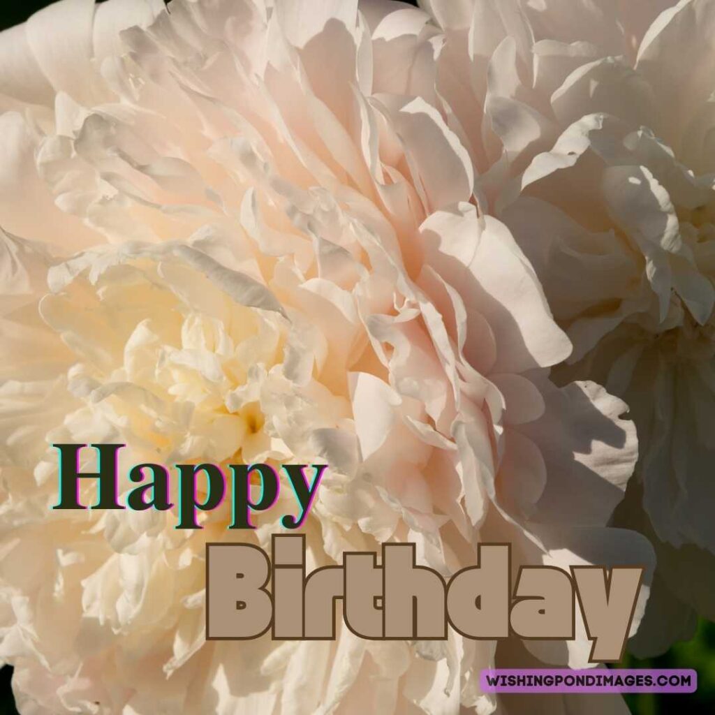 Light cream-colored peony flower on garden backfround. Happy birthday peonies images