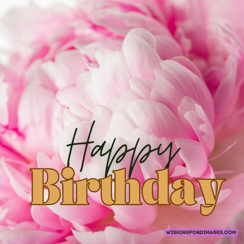 Light pink-colored peony flower image on white background. Happy birthday peonies images