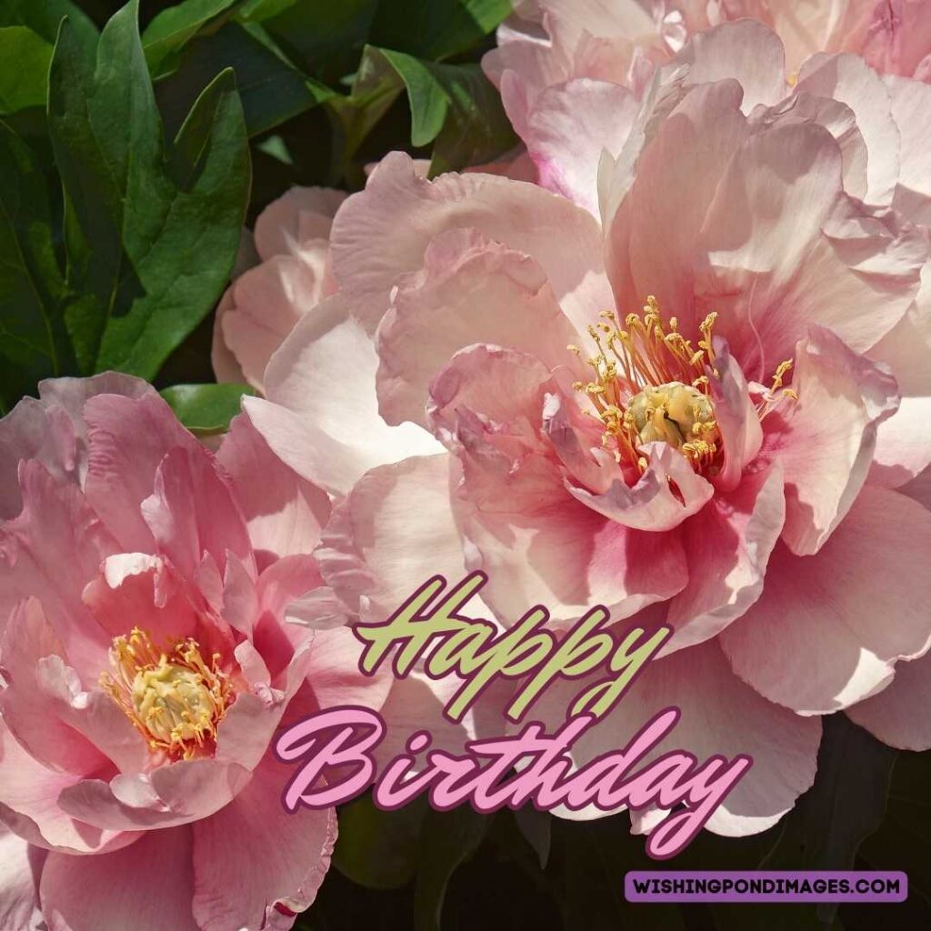 Light pink peony flower images. Happy birthday peonies images