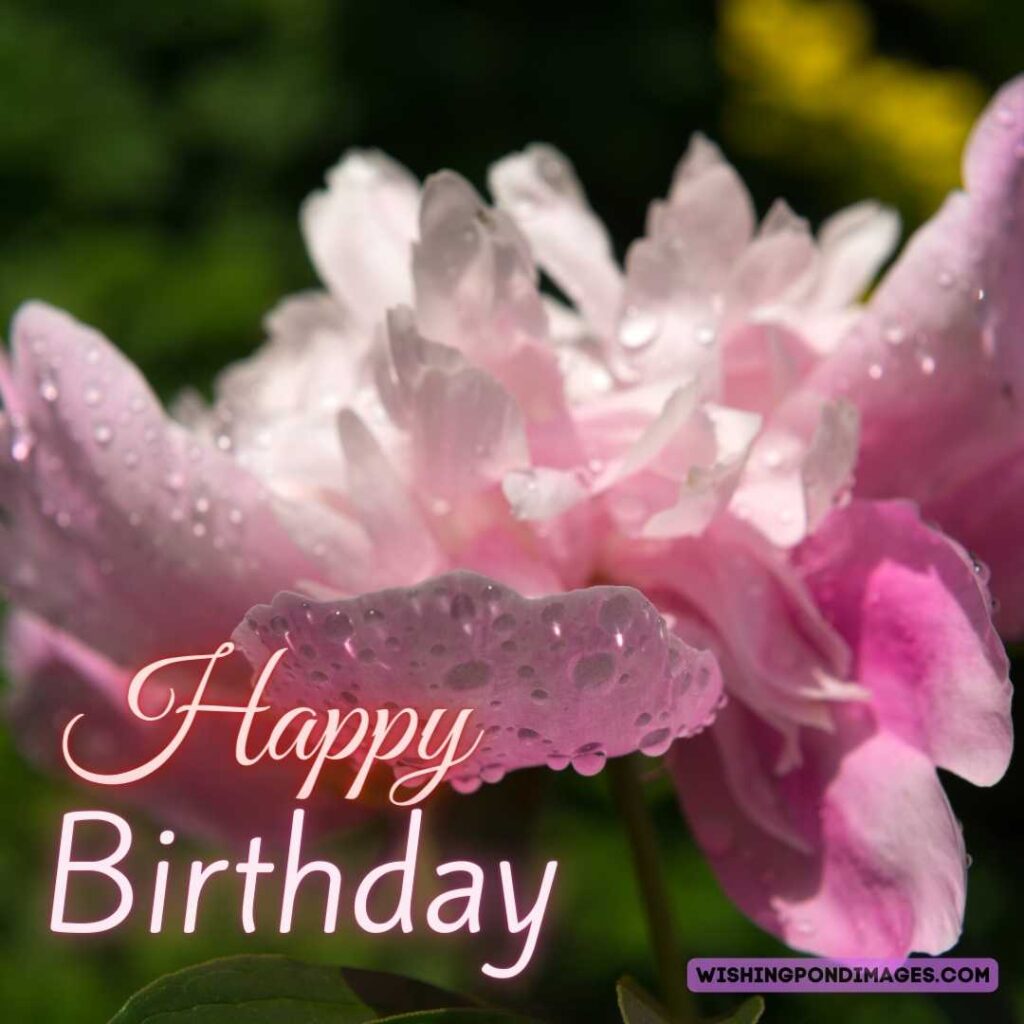 Pink colored peonies flower in the garden. Happy birthday peonies images