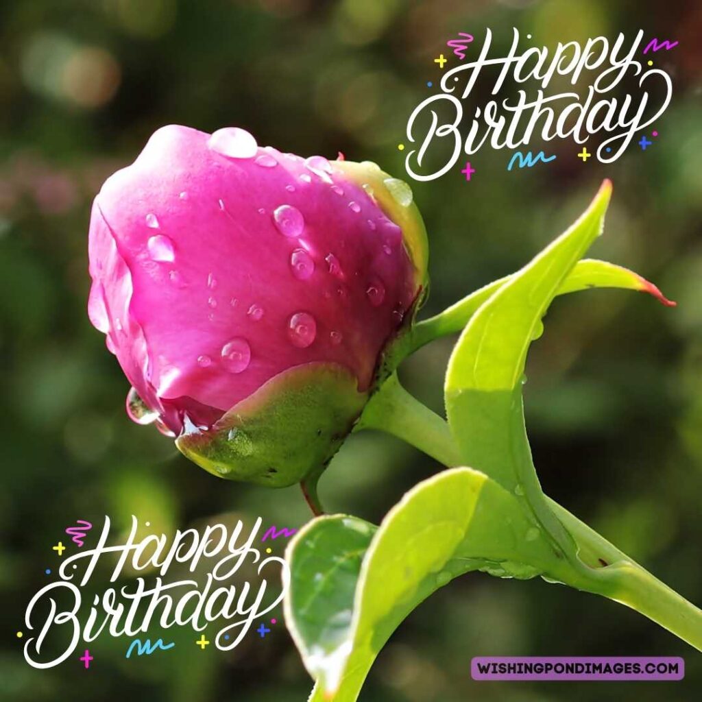 Pink colored peony bud flower with leaves on garden background. Happy birthday peonies images