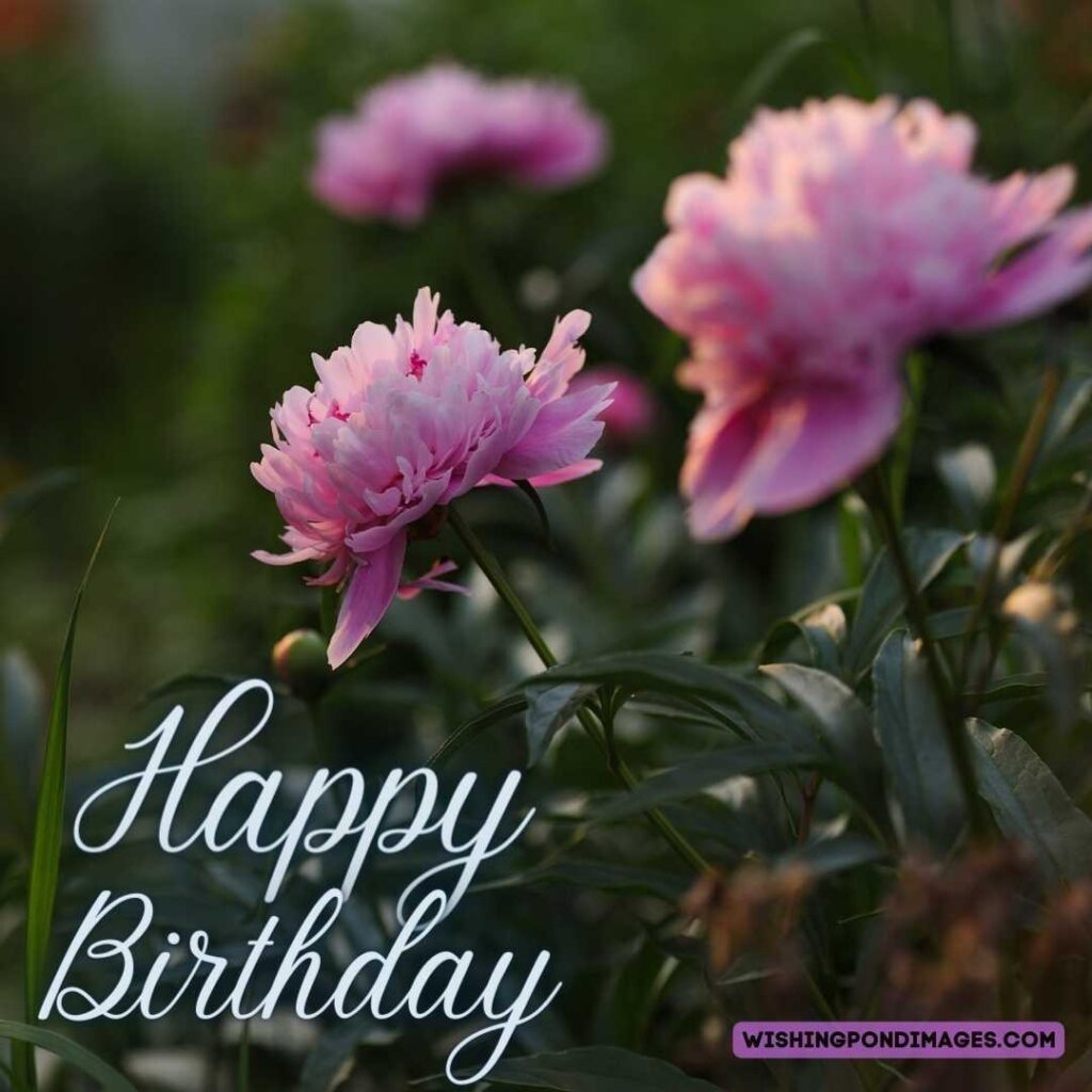 Pink-colored peony flowers with leaves in the garden. Happy birthday peonies images