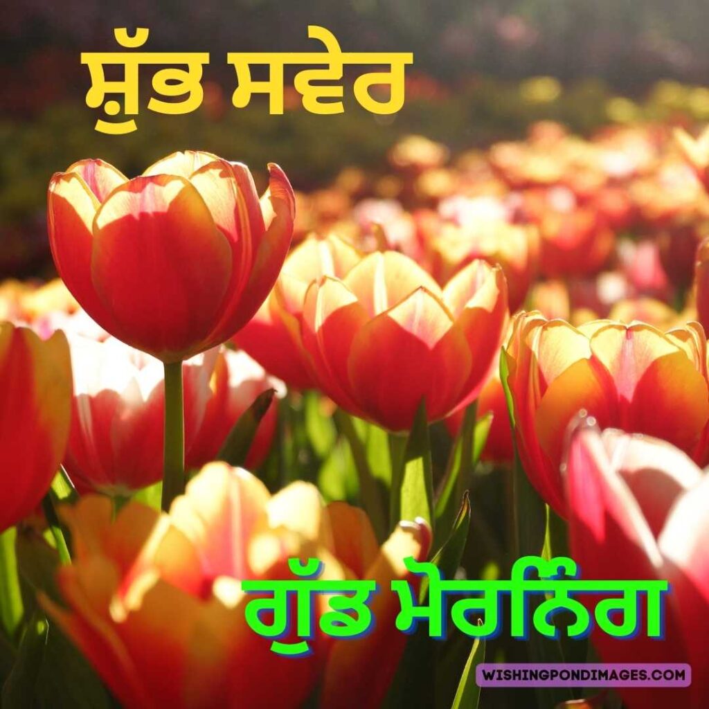 Pink-yellow colored tulips flowers in the garden. in the morning. Good Morning Punjabi Images