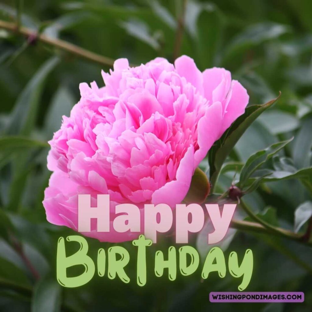 Purple colored peony flower image. Happy birthday peonies images