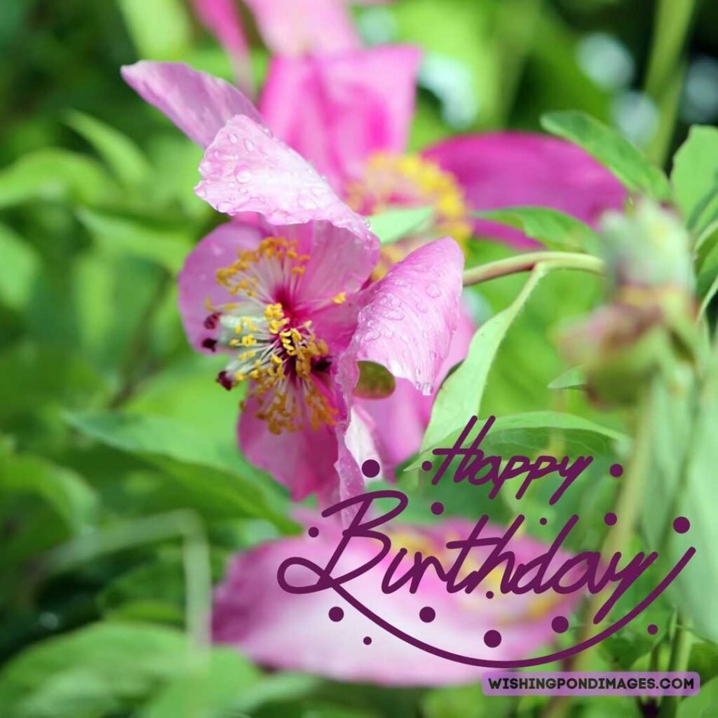 Purple peonies flower on garden background. Happy birthday peonies images