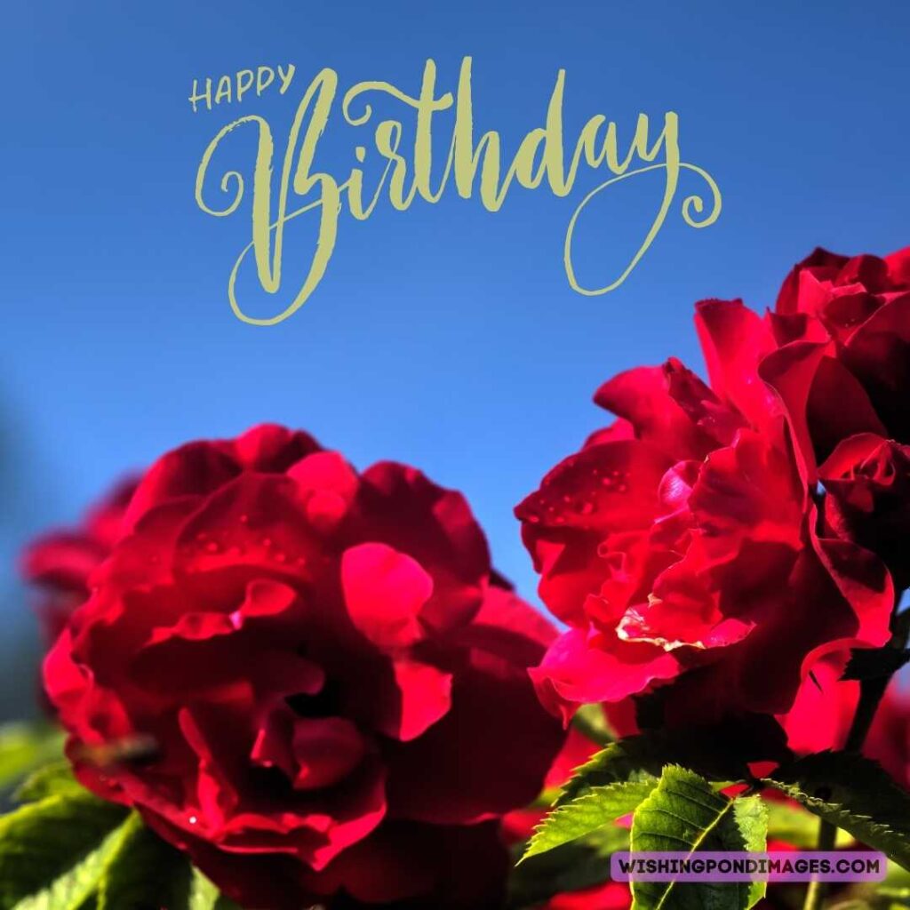 Red color peonies flower in the garden on sky background. Happy birthday peonies images