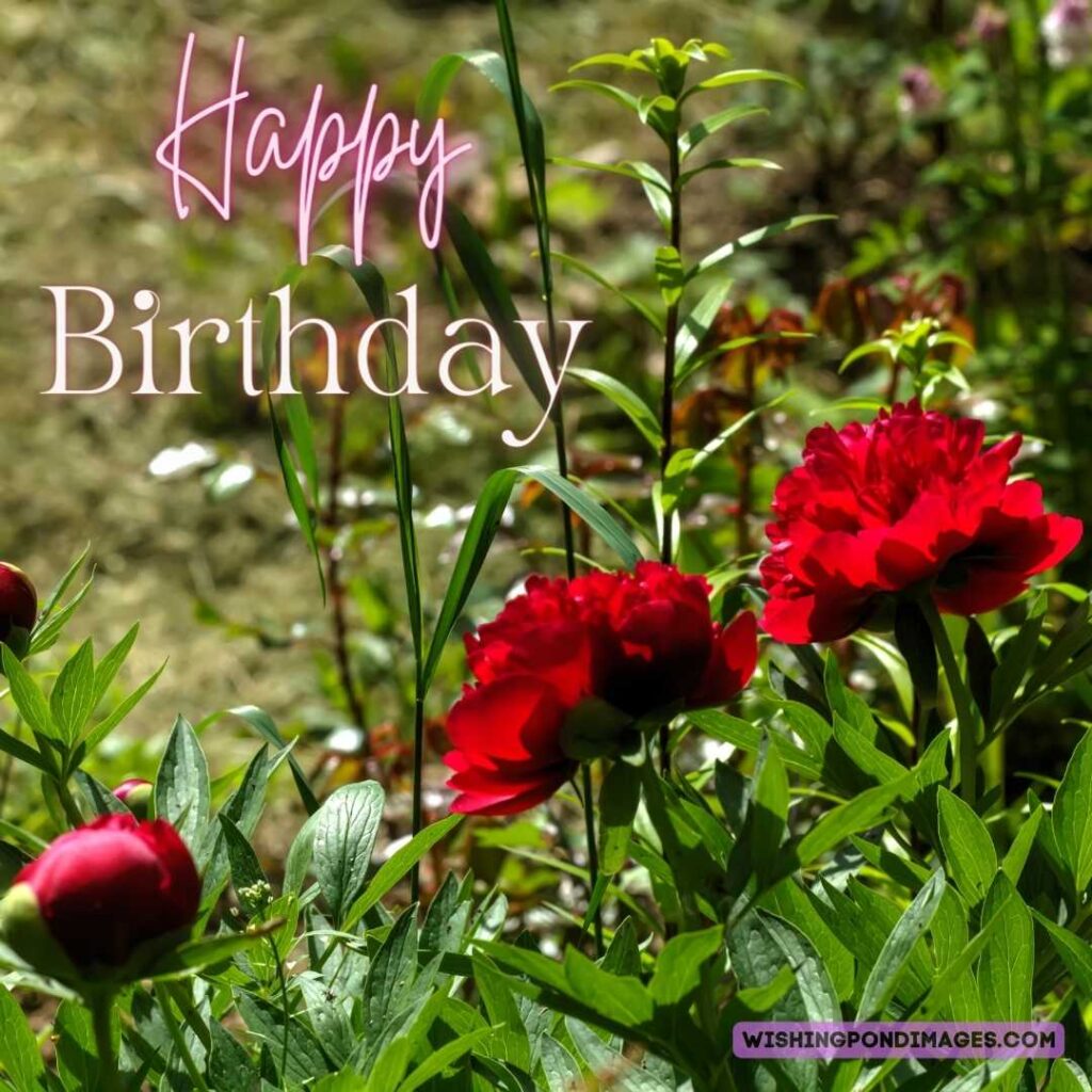 Red-colored growing peony flower with leaves in the garden. Happy birthday peonies images