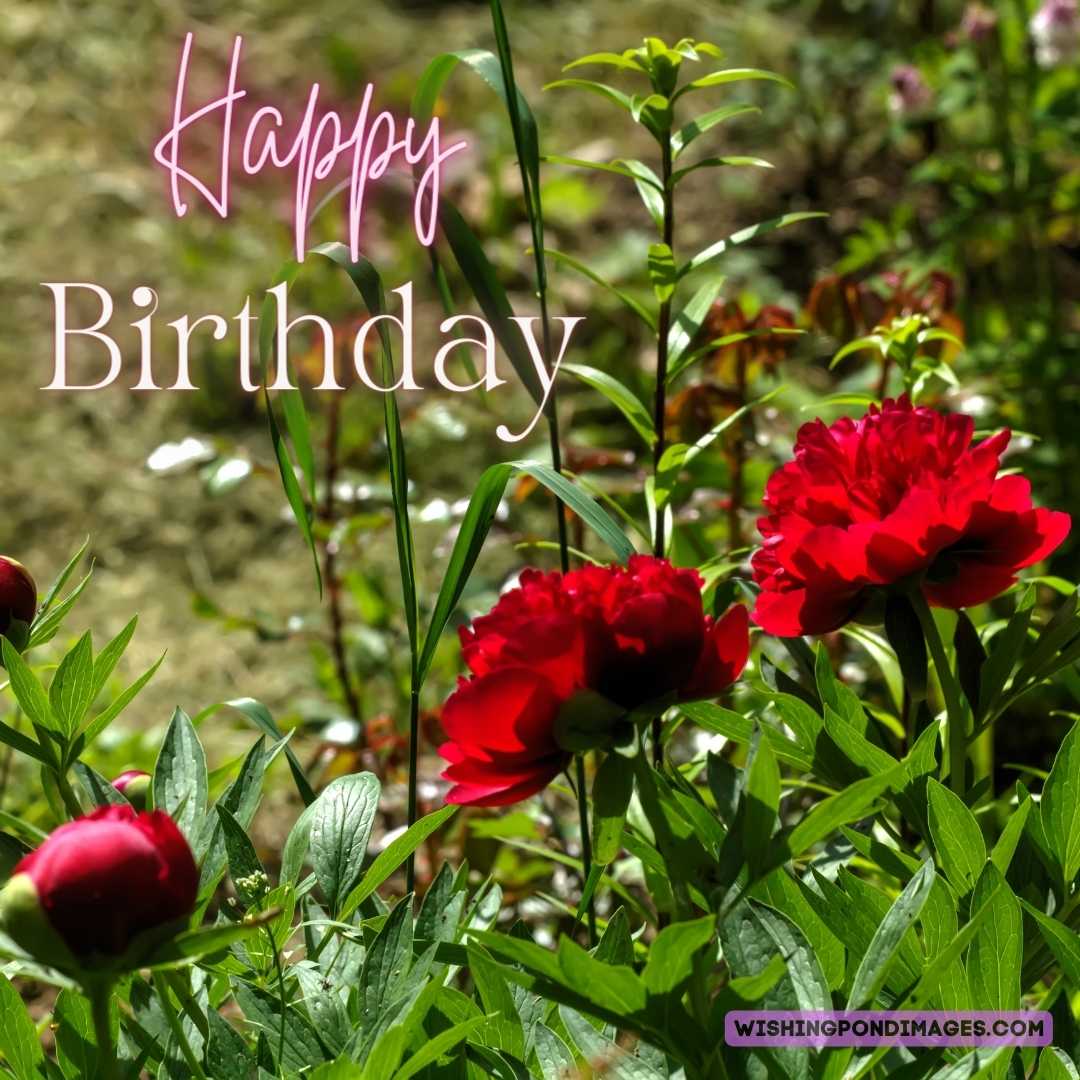 Happy Birthday Peonies Images Free Download - Wishing Pond Images