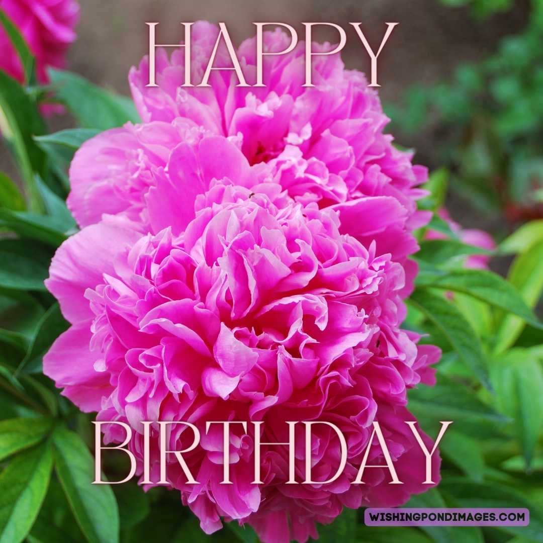 Happy Birthday Peonies Images Free Download - Wishing Pond Images