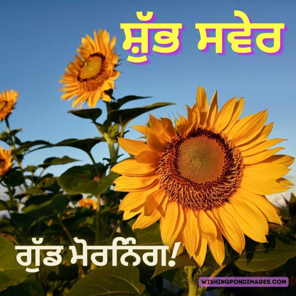 Sunflower field on sky background. Good Morning Punjabi Images