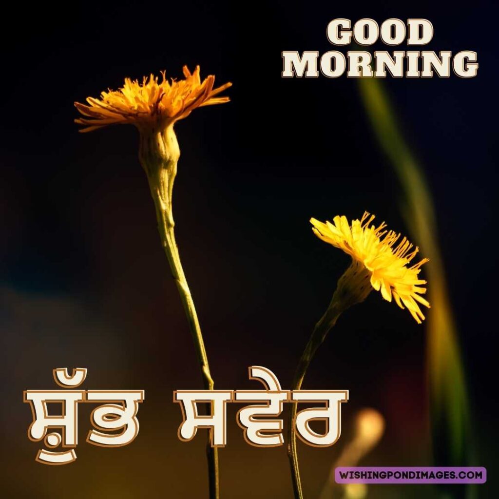 Two beautiful yellow-colored flowers in the morning. Good Morning Punjabi Images