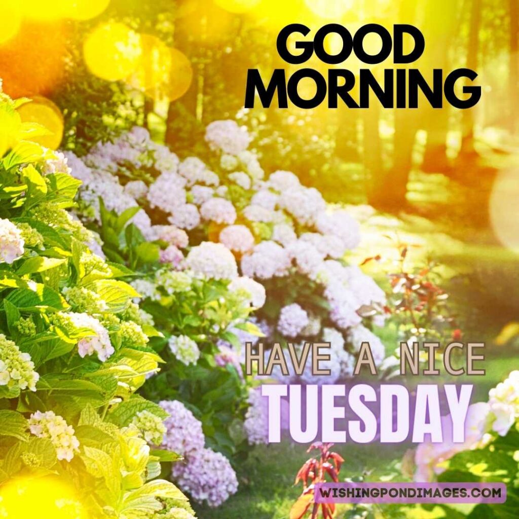 A nice view of beautiful garden with fresh flowers. Good morning Happy Tuesday images