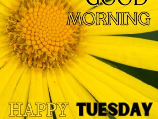 An image of a yellow spring flower. Good morning Happy Tuesday images