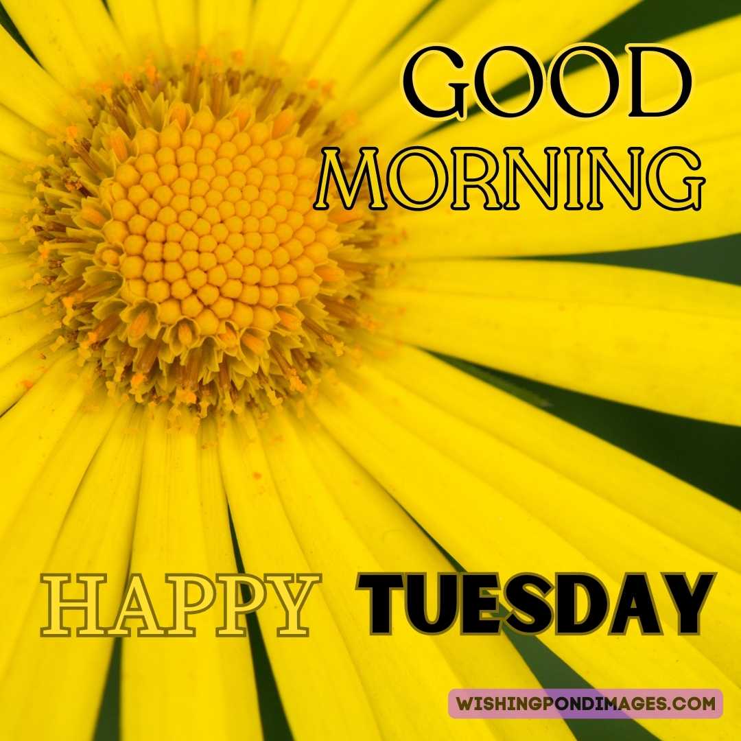 Hello Tuesday, Good Morning. Have A Beautiful Day in 2023  Good morning  tuesday images, Tuesday quotes good morning, Good morning tuesday